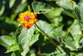 Multi-colored Lantana Flower Royalty Free Stock Photo