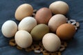 Multi-colored large chicken eggs from domestic chickens.