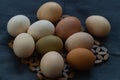 Multi-colored large chicken eggs from domestic chickens.