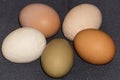 Multi-colored large chicken eggs from domestic chickens.