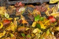 Multi colored leaves clogging a street drain Royalty Free Stock Photo