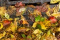 Multi colored leaves clogging a street drain