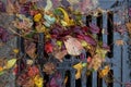 Multi colored leaves clogging a street drain Royalty Free Stock Photo