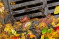 Multi colored leaves clogging a street drain