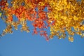 Multi-colored leaves on tree branches against a blue sky. Autumn background Royalty Free Stock Photo