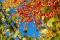 Multi-colored leaves on tree branches against a blue sky. Autumn background Royalty Free Stock Photo