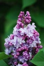 Multi-colored lilac bunch on a bush in Lilacia Park, Lisle, Illinois. Royalty Free Stock Photo