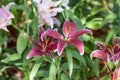 Multi-colored lilies in the garden. Royalty Free Stock Photo