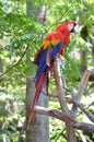 Multi-Colored Macaw Royalty Free Stock Photo