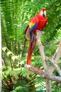 Multi-Colored Macaw Royalty Free Stock Photo