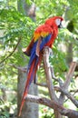 Multi-Colored Macaw Royalty Free Stock Photo