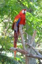 Multi-Colored Macaw Royalty Free Stock Photo