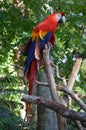 Multi-Colored Macaw