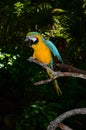 Multi-Colored Macaw on branch Royalty Free Stock Photo
