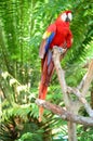 Multi-Colored Macaw on branch Royalty Free Stock Photo