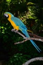 Multi-Colored Macaw on branch Royalty Free Stock Photo
