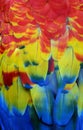 Multi-Colored Macaw Feathers Royalty Free Stock Photo