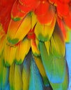 Multi-Colored Macaw Feathers Royalty Free Stock Photo