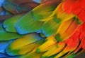 Multi-Colored Macaw Feathers Royalty Free Stock Photo