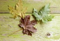 Multi-colored maple leaves-green, yellow, red-close-up on a wooden background-the concept of the arrival of autumn days Royalty Free Stock Photo