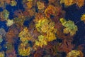 Multi-colored maple leaves on wet asphalt Royalty Free Stock Photo