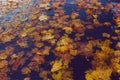 Multi-colored maple leaves on wet asphalt Royalty Free Stock Photo