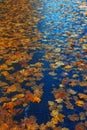 Multi-colored maple leaves on wet asphalt Royalty Free Stock Photo