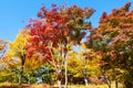 Multi-colored maple trees in Namsan Park in Seoul Royalty Free Stock Photo