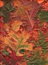 Multi Colored Oak Leaves Royalty Free Stock Photo