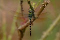 Multi colored odonta or dragon fly from Western Ghats Royalty Free Stock Photo