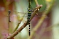 Multi colored odonta or dragon fly from Western Ghats Royalty Free Stock Photo