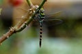 Multi colored odonta or dragon fly from Western Ghats Royalty Free Stock Photo