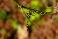 Multi colored odonta or dragon fly from Western Ghats Royalty Free Stock Photo