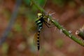Multi colored odonta or dragon fly from Western Ghats Royalty Free Stock Photo