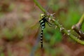 Multi colored odonta or dragon fly from Western Ghats Royalty Free Stock Photo