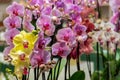 Multi-colored orchids. Flowers in yellow, pink, red and spotted colors. Gardening and growing plants. Beautiful background. Flower Royalty Free Stock Photo