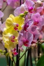 Multi-colored orchids. Flowers in yellow, pink, red and spotted colors. Gardening and growing plants. Beautiful background. Flower Royalty Free Stock Photo