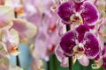 Multi-colored orchids. Flowers in yellow, pink, red and spotted colors. Gardening and growing plants. Beautiful background. Flower Royalty Free Stock Photo