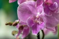 Multi-colored orchids. Flowers in yellow, pink, red and spotted colors. Gardening and growing plants. Beautiful background. Flower Royalty Free Stock Photo