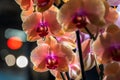 Multi-colored orchids. Flowers in yellow, pink, red and spotted colors. Gardening and growing plants. Beautiful background. Flower Royalty Free Stock Photo