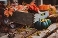 Multi colored organic pumpkins next to old wooden box with colorful leaves and flowers inside Royalty Free Stock Photo