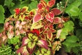 multi-colored ornamental plants coleus of several varieties Royalty Free Stock Photo