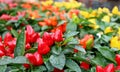 Multi colored ornamental plants of hot peppers,