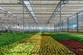 Multi-colored ornamental plants, shrubs and flowers grown for gardening in modern hydroponic greenhouse