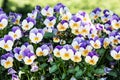 Multi colored pansies in the garden, seasonal natural scene Royalty Free Stock Photo