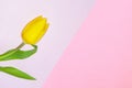 Multi-colored pastel paper pattern with natural live flower yellow Tulip, copy space background Royalty Free Stock Photo