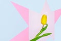 Multi-colored pastel paper pattern with natural live flower yellow Tulip, copy space background Royalty Free Stock Photo