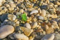 Multi-colored pebbles beach texture close - up, background image Royalty Free Stock Photo