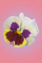 Multi colored petunia isolated colored background