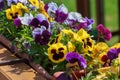 Multi-colored petunias in the flowerbed close-up